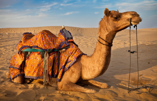 Новый вид коронавируса на Ближнем Востоке: заразиться можно от верблюдов