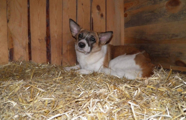 В Киеве из рук адской «заботы» живодера спасли 9 собак