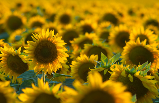 Уряд планує призупинити експорт насіння соняшника для стабілізації цін