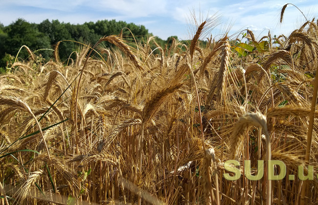 Мінекономіки пропонує запровадити примусовий обмін земельних ділянок у судовому порядку