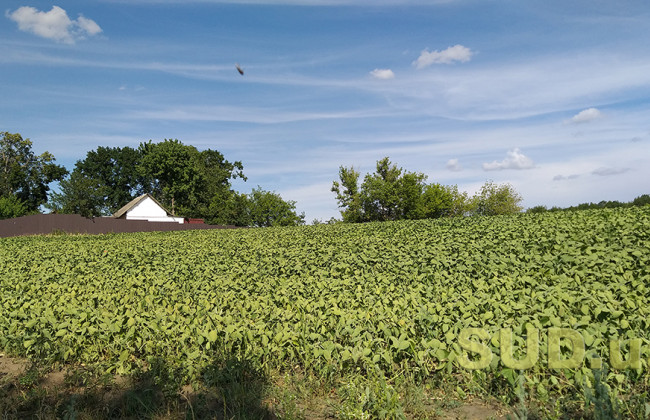 Зрада скасовується: українцям залишать їх право на два гектари землі