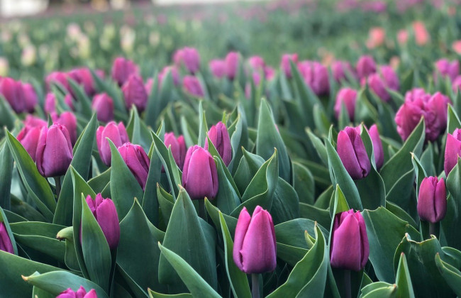 Киян запрошують відвідати виставку тюльпанів на Співочому полі: фото