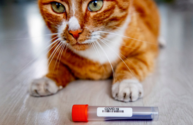 Covid: ученые обнаружили больше доказательств передачи вируса от человека к кошке
