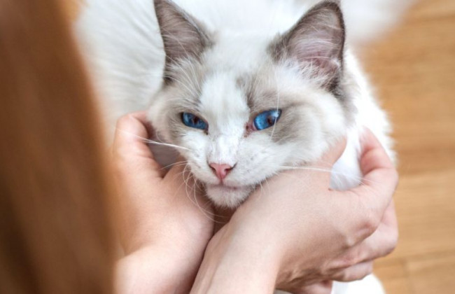 Человек может передать Covid-19 кошке — ученые