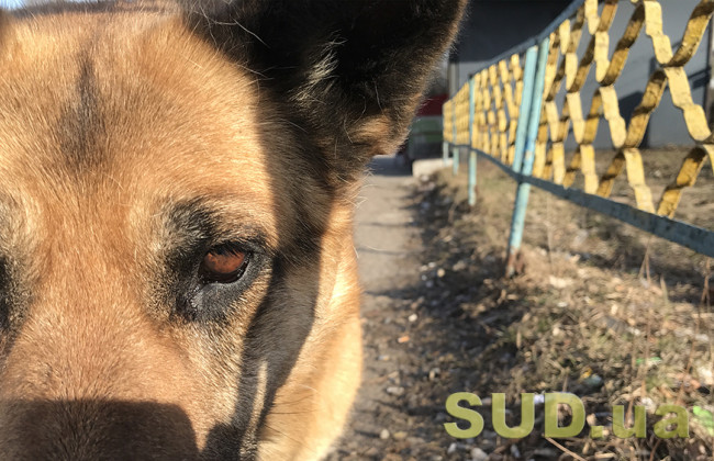 Под Львовом живодер застрелил собаку в соседском дворе: подробности