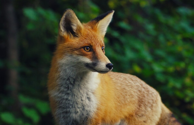 В Киеве дикое животное напало на женщину