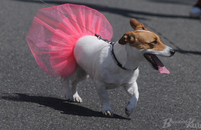 У столиці відбудеться парад чотирилапих «шотландців»