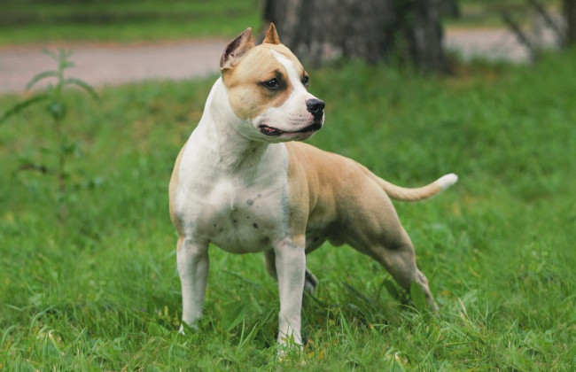 Натравил хозяин: в Киеве бойцовский пес загрыз трех маленьких собак, видео