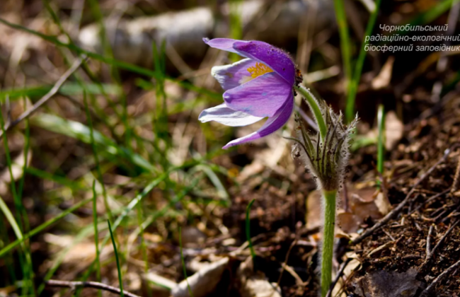В Чернобыле нашли очень редкие растения: фото