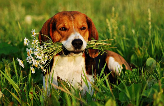 В Одесской области мужчина просто так расстрелял двух бездомных собак