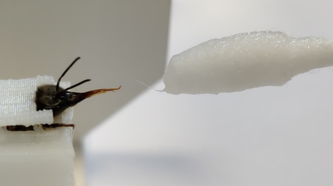 Вчені навчили бджіл по запаху визначати хворих на COVID-19