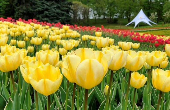 В столичном парке Певческое открыли ежегодную выставку тюльпанов