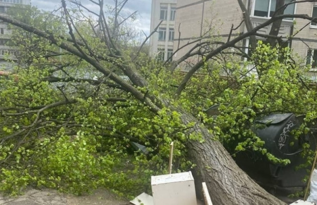 Повалені дерева: у Києві вітер наробив лиха, фото