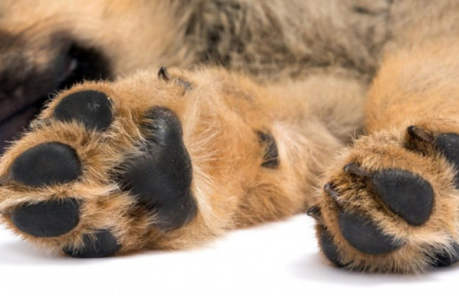 Под Киевом жестоко поиздевались над собакой, видео