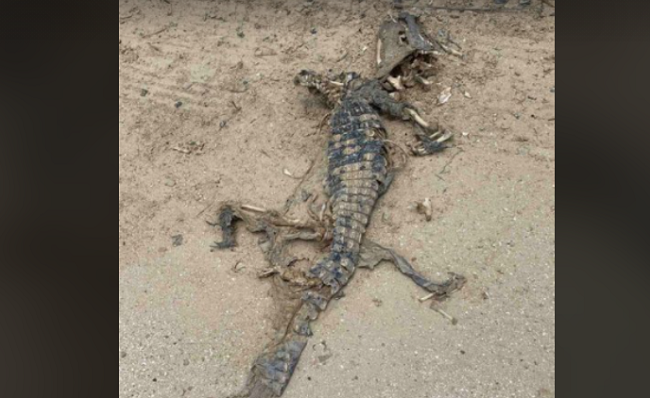 В Кирилловке на берегу Азовского моря нашли труп крокодила: фото