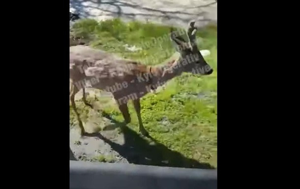 В Киеве возле метро разгуливал олень: видео