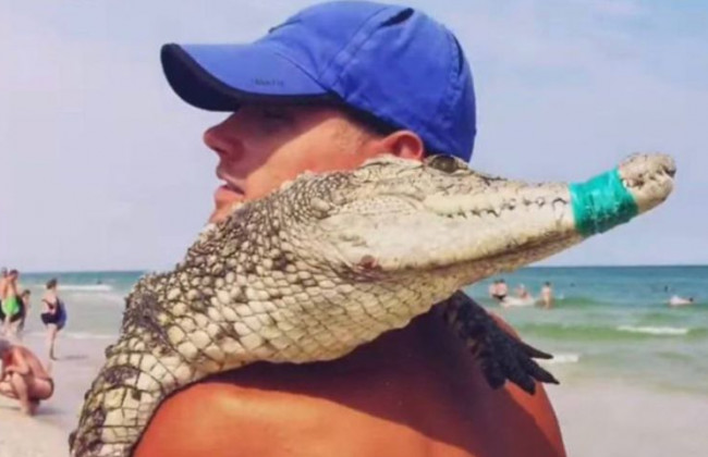 Жертва фотопослуг: у Кирилівці знайшли тіло крокодила, фото