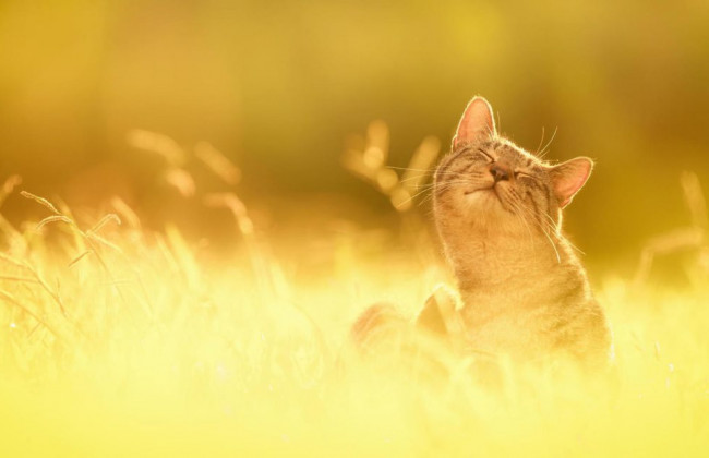 Какой будет погода в столице на этой неделе