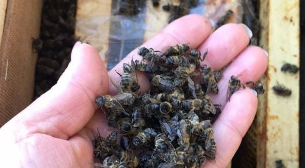 Задохнулись за несколько часов: в машине «Укрпошты» погибли 8 млн пчел, фото