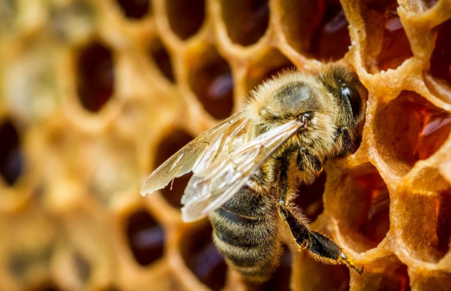 Со следующего года «Укрпочта» не будет перевозить пчел