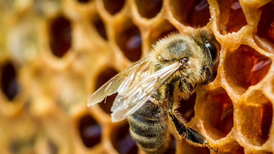 Со следующего года «Укрпочта» не будет перевозить пчел