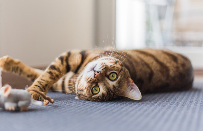 В Харьковской области пенсионер замуровал кошку с котятами: животные умерли