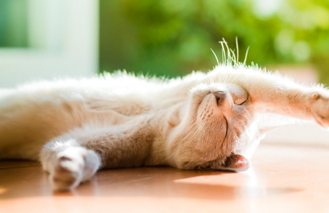 Погода в Украине: 16 мая воздух местами прогреется до +28°