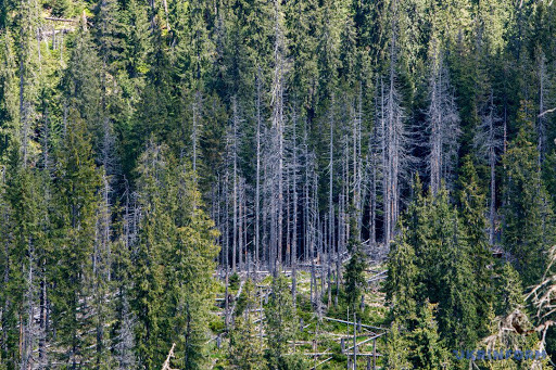 Прокуратура Закарпаття домоглася збереження меж лісового заказника «Смерекові Карпати»