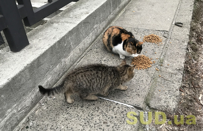 В Киеве обнаружен новый случай бешенства: в зону карантина попали улицы в Голосеево