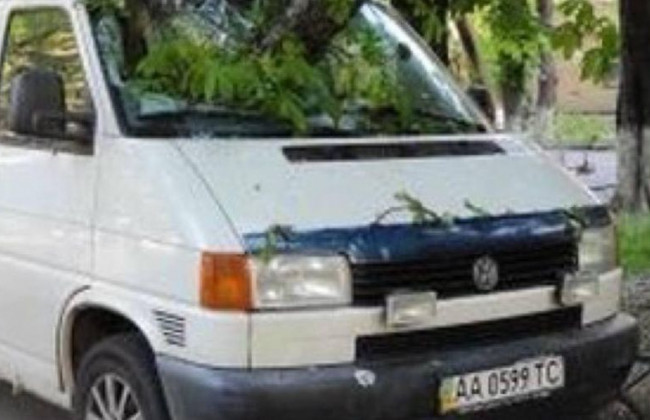 В Киеве дерево раздавило автомобиль: фото