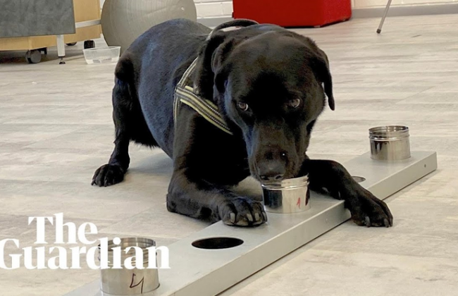 Быстрее, чем тест ПЦР: собаки обнаруживают Covid менее чем за секунду