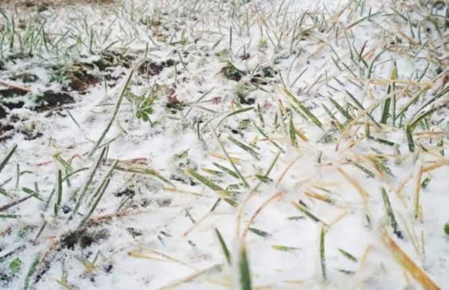 В Карпатах за пару дней до лета выпал снег: фото