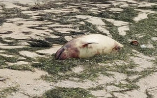 В Запорожье на берег вынесло 4 трупа дельфинов: фото