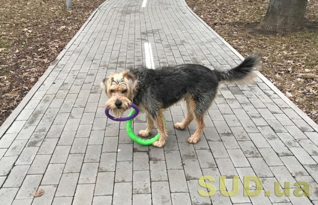 Киевляне устроили драку из-за собак