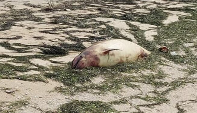 В Запорожье на берег вынесло 4 трупа дельфинов: фото