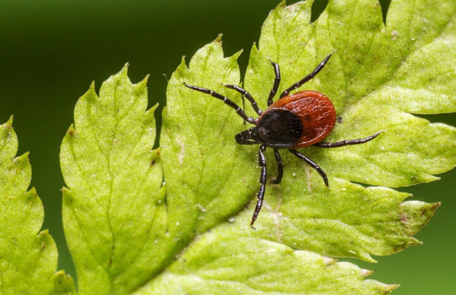 Украинцам напомнили, как уберечься от клещей во время отдыха на природе