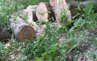 Незаконна порубка лісу та збут деревини: на Хмельниччині викрили групу осіб