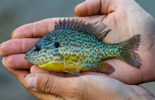 В киевских водоемах обнаружили хищников из Северной Америки, фото