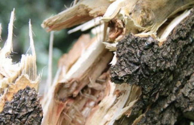 В Днепре дерево рухнуло на припаркованные автомобили