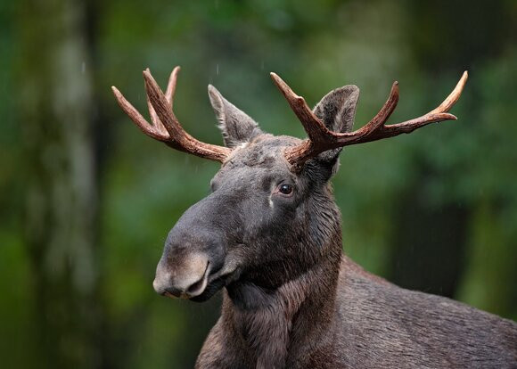 Под Киевом стадо лосей устроило погром в поселке, фото