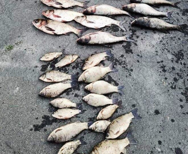 Під Києвом спіймали браконьєра із 4️9️ кг незаконно виловленої риби