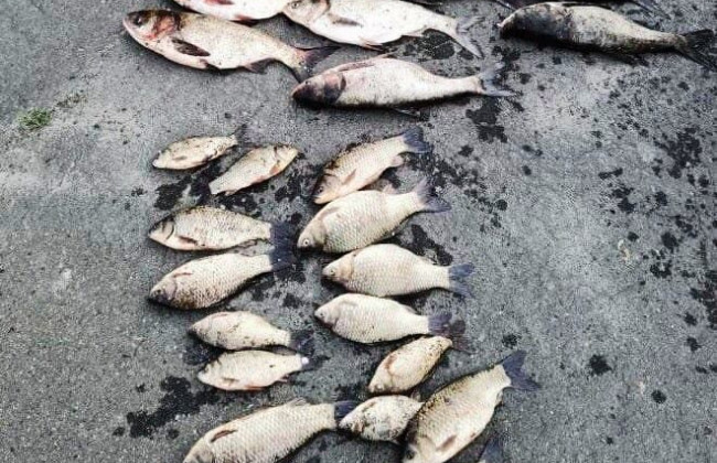 Під Києвом спіймали браконьєра із 4️9️ кг незаконно виловленої риби