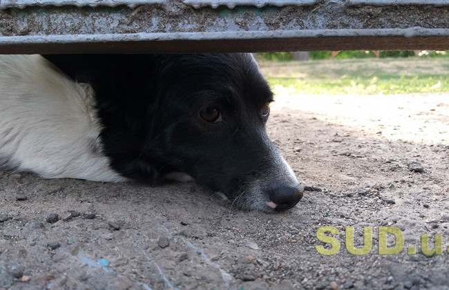 Ходит голый и убивает собак: в селе под Днепром местный житель терроризирует людей