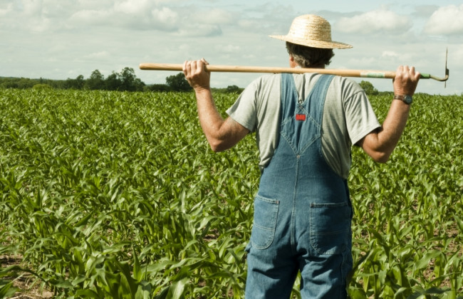 Кабмін пропонує змінити умови отримання підтримки фермерами: деталі