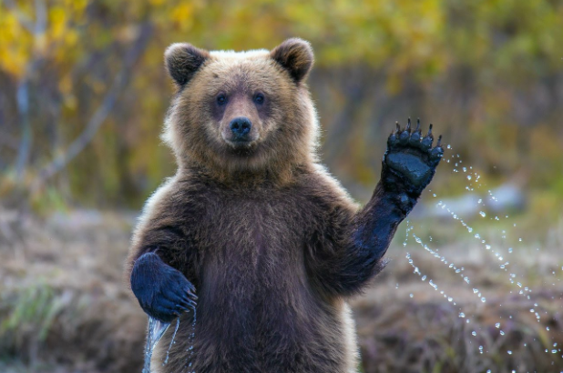 В собственности «УЗ» обнаружили двух медведей