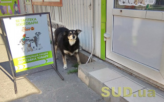 У Києві чоловік викинув собаку з вікна: тварина не вижила
