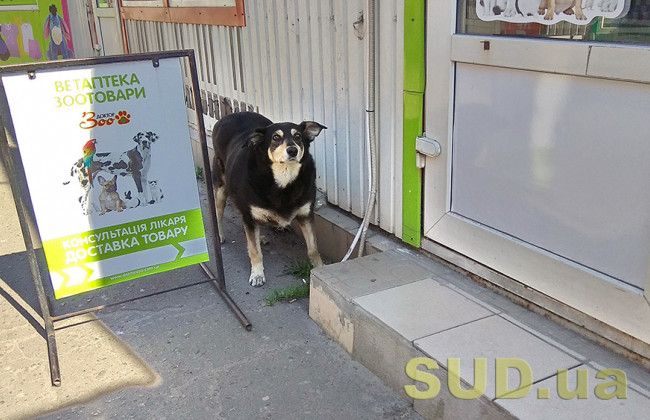 У Києві чоловік викинув собаку з вікна: тварина не вижила
