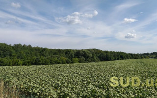 Особливості оренди на невитребувані чи неуспадковані земельні ділянки