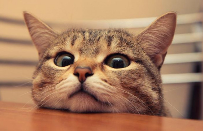 Несовершеннолетние живодеры: малолетних детей подозревают в истязании животных