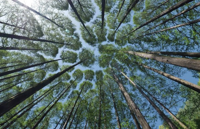 Шмигаль розповів, коли проведуть інвентаризацію лісів